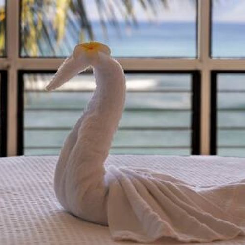 Love birds...