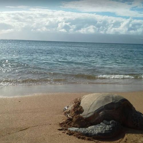 Sea turtles love to lounge and nest in this area